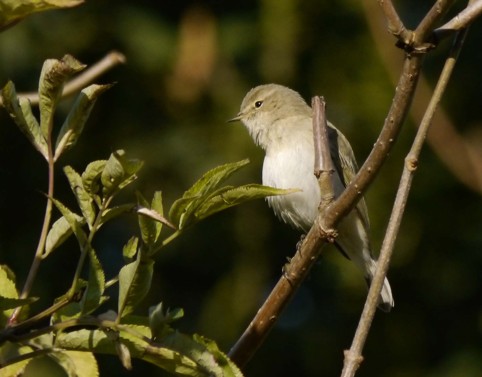 Today's sightings-Siberian Chiffchaff | WWT