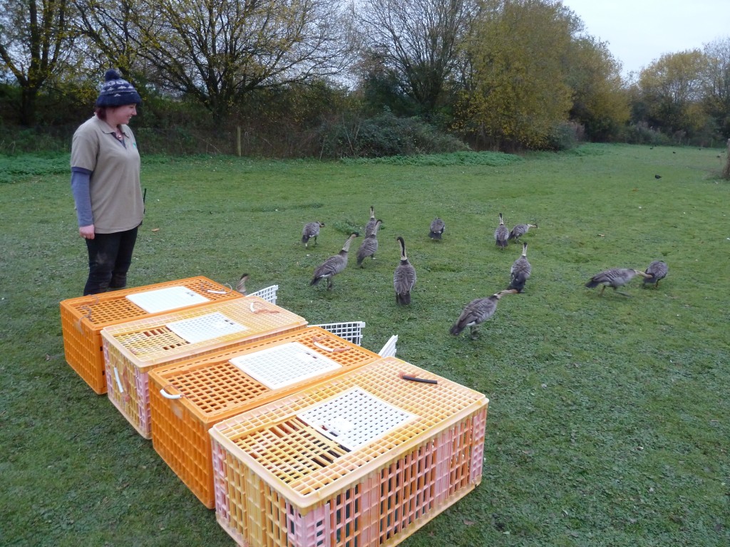 A mass Nene release in the Loopway.