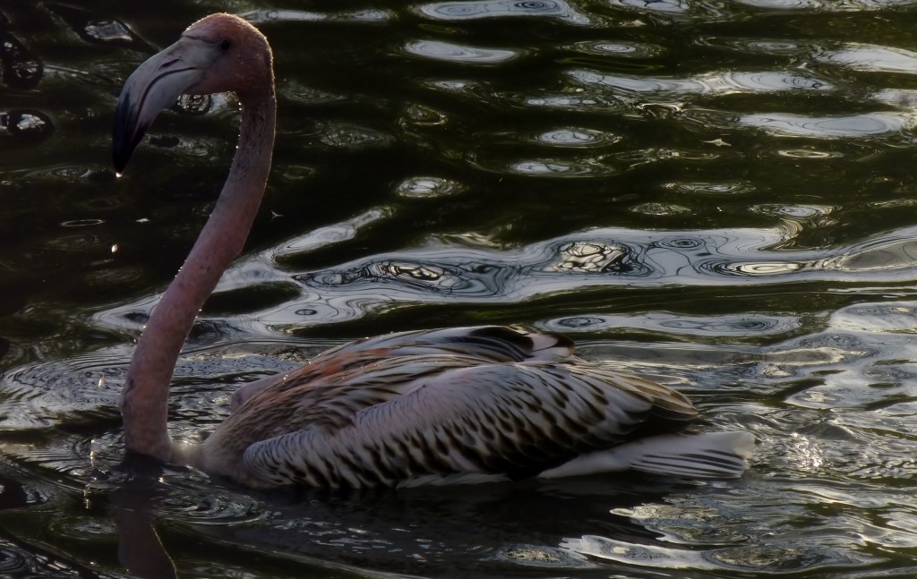 Christmas swim? One of this year's young Caribbean flamingos goes for a festive bathe. 