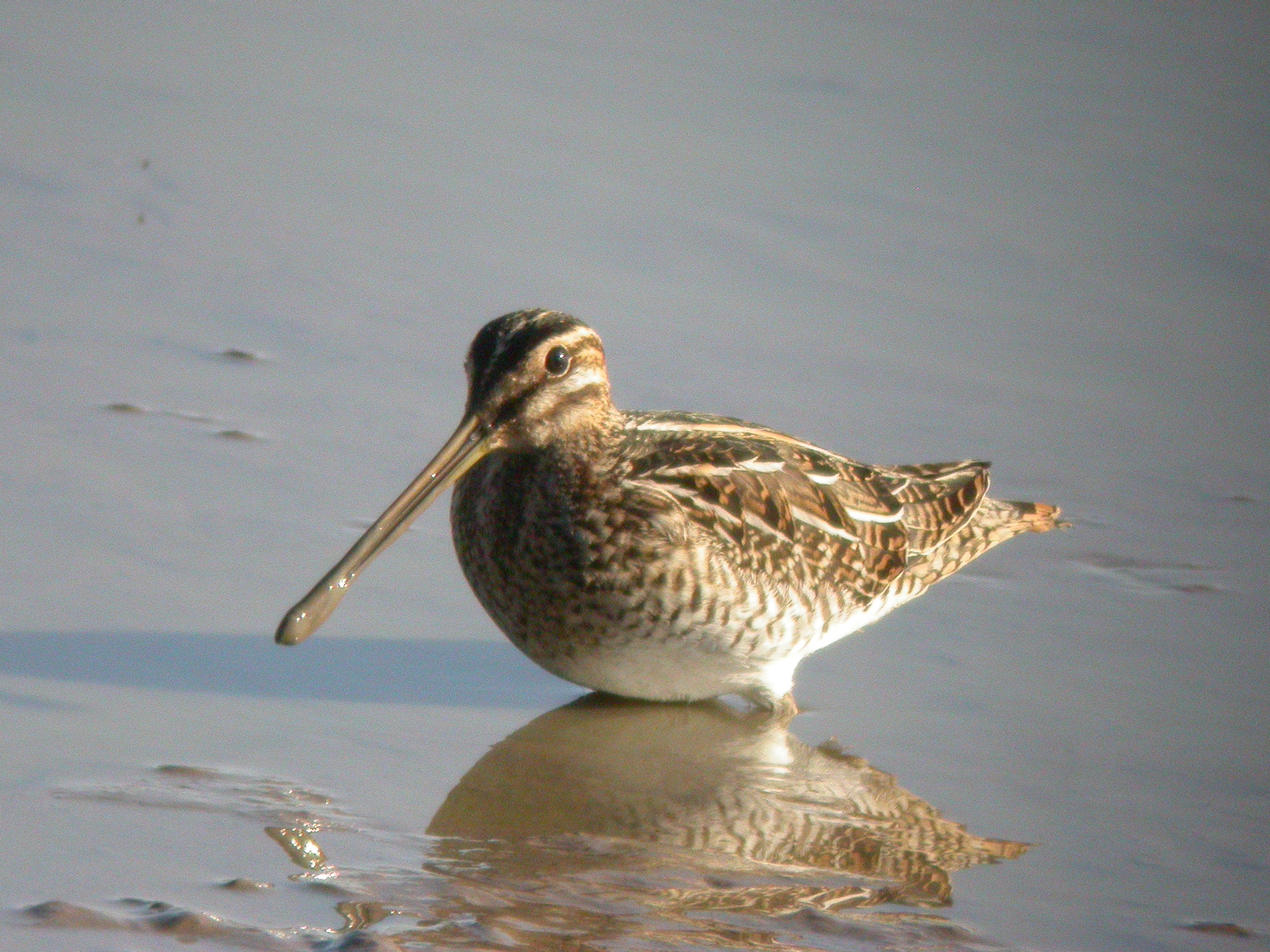 Snipe (c) James Lees