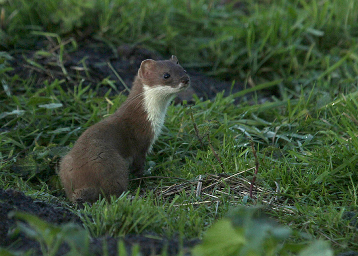 Stoat around the Mere being followed by Mallards keen to keep it in view