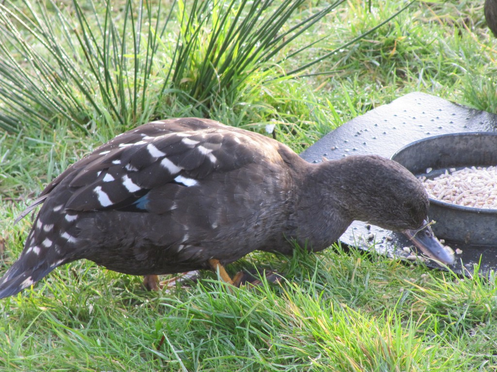 A  heavy South African black duck.