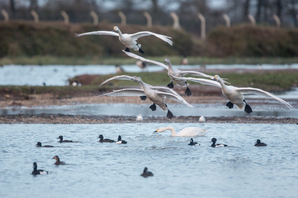 Swans flying into the Slimbridge feed (G. Hann)