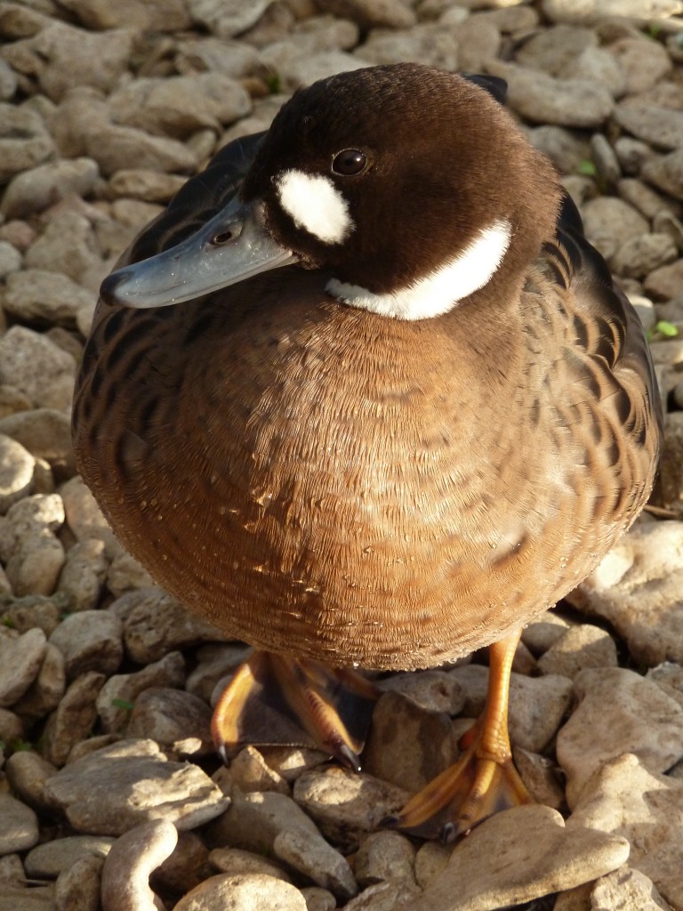 A beautiful Bronzewing.