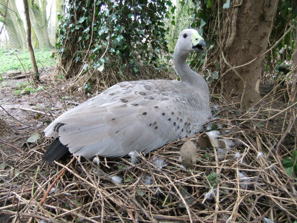 An incubating female Cape barren goose.