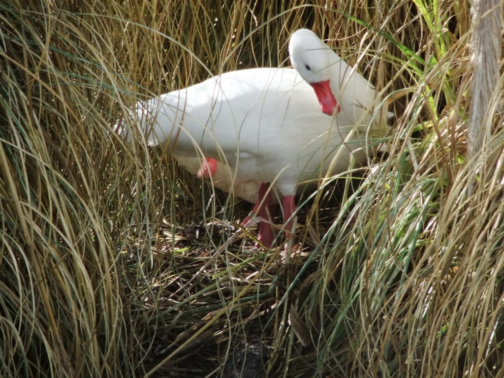 A Coscoroba swan perfecting her nest.