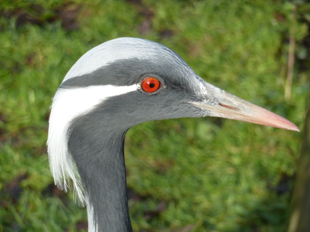 The male Demoiselle crane.