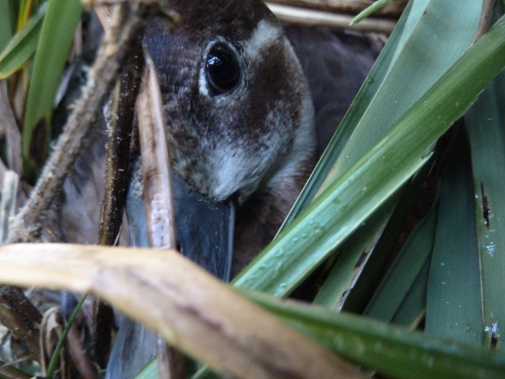 An intrepid female southern pochard on her nest in mid-January!