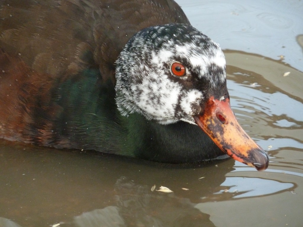 A male WWD looking moody!