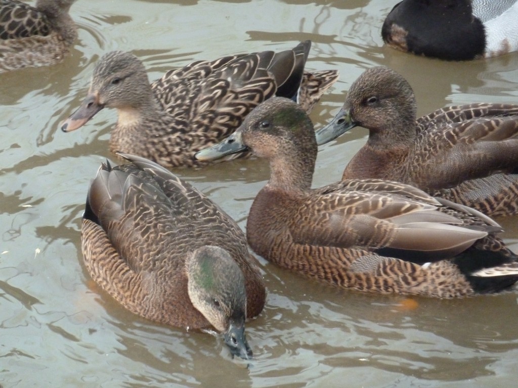 The male Koloa are also experiencing plumage changes...