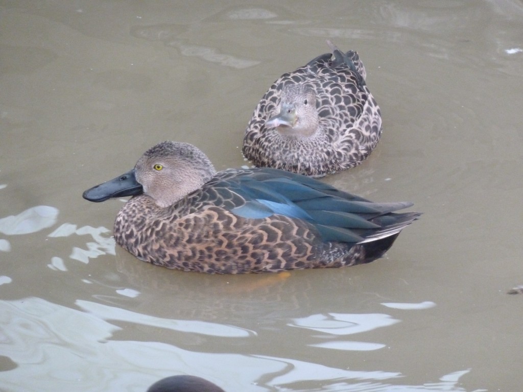 A lovely pair of Cape shoveler.