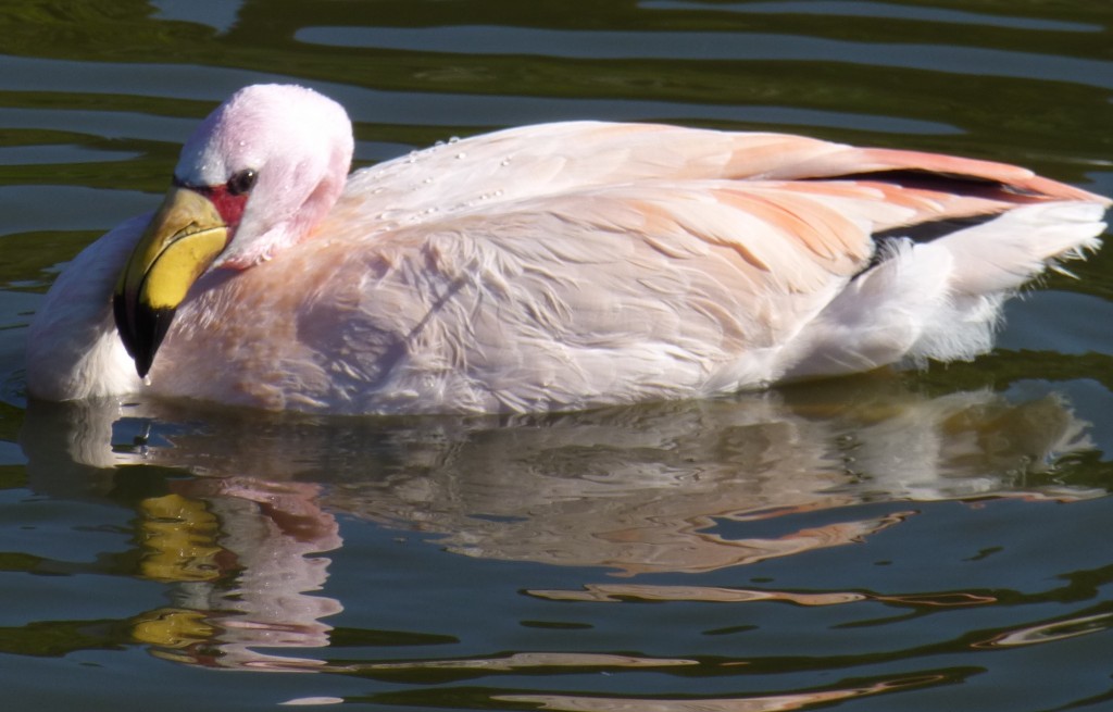 Individual birds have individual personalities. Whether it is age, or his independent streak, Mr James is often to be found doing his own thing, rather than following the group. 