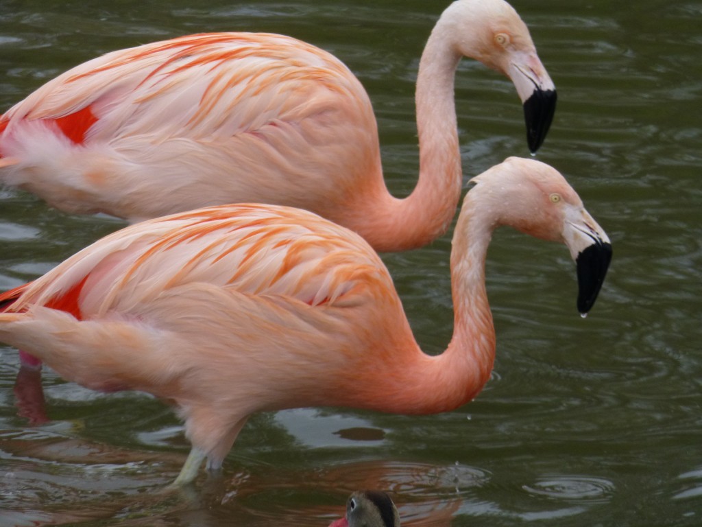 In a big flock, that the Slimbridge Chilean group, partnerships between birds are important as they will provide a clue as to who is most likely to breed.