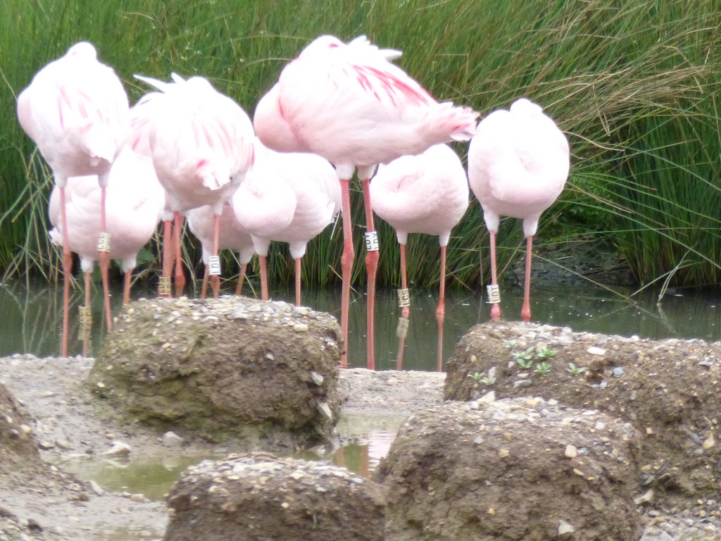 By looking at the distiance between birds, I can work out who is likely to be choosing to share their time, space, nest mound, feed bowl with whom. This gives me a good idea of which birds actually like each other.