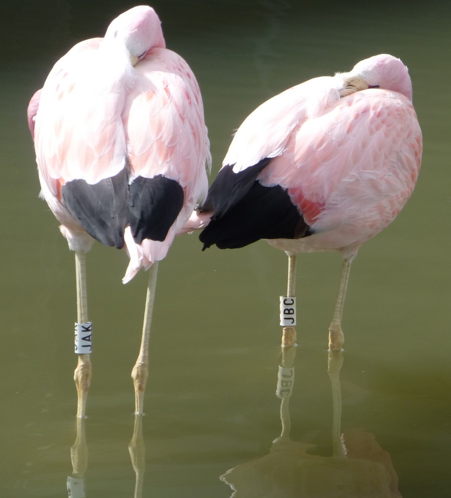 Andean flamingos JAK and JBC are firm friends and regularly hang out together.