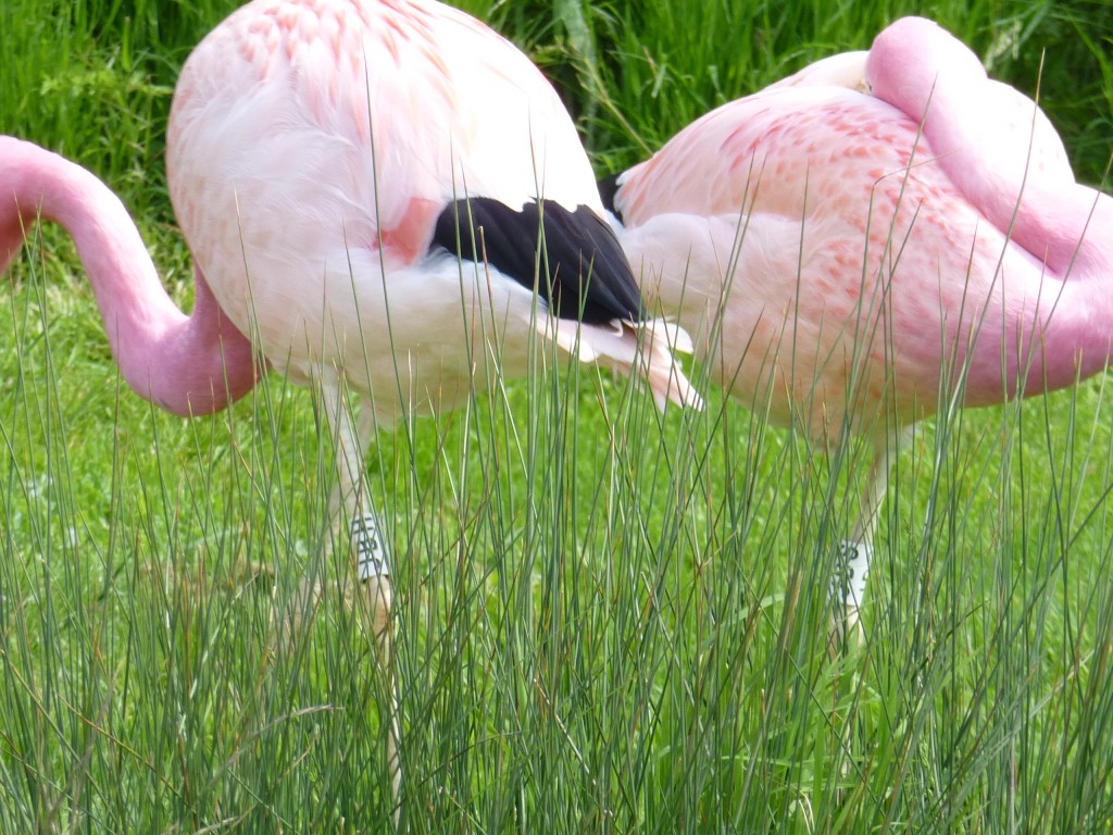 Who's who? At least flamingos are tall enough to be identified above the vegetation!