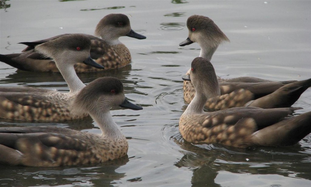 The Patagonian crested ducks get fruity...