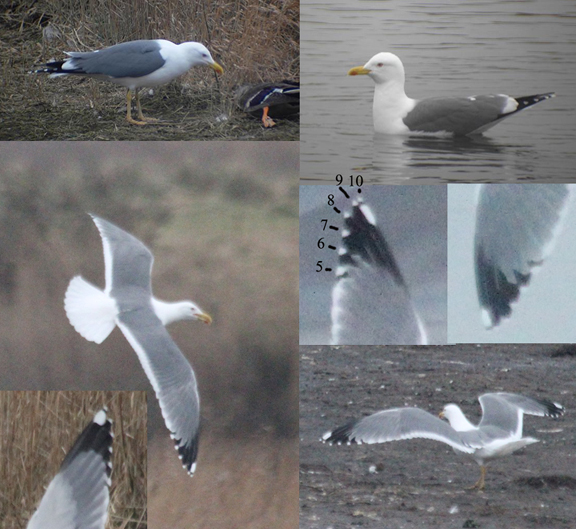 Bird thought by some to be Yellow legged Gull but possibly a hybrid