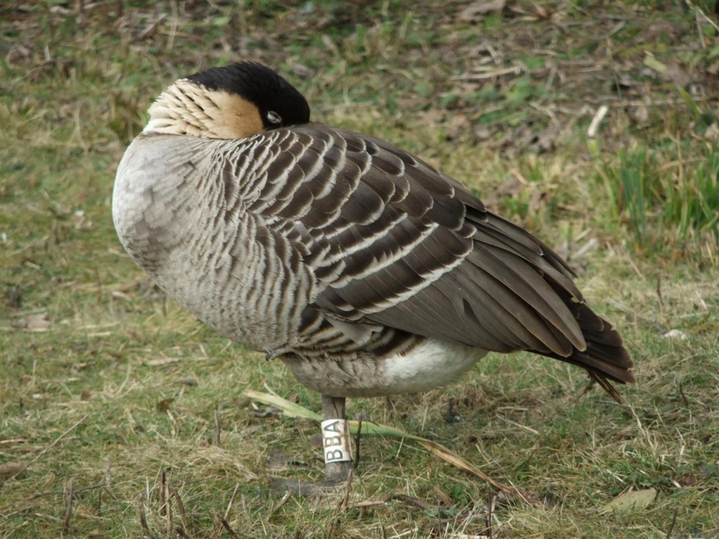 A heavy female Nene.