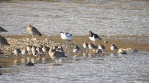 Avocet with curlew, redshank and oystercatcher Feb 2014