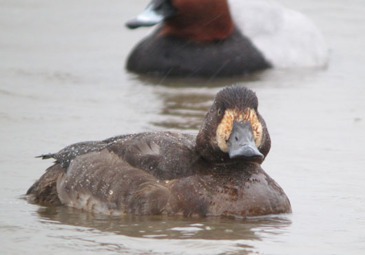 Greater-Scaup-2-Feb-2014
