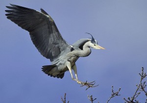 Grey heron by John Bridges