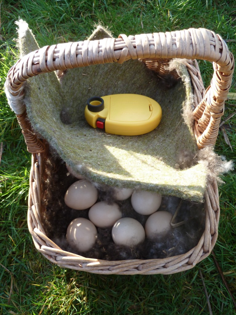 The egging basket.