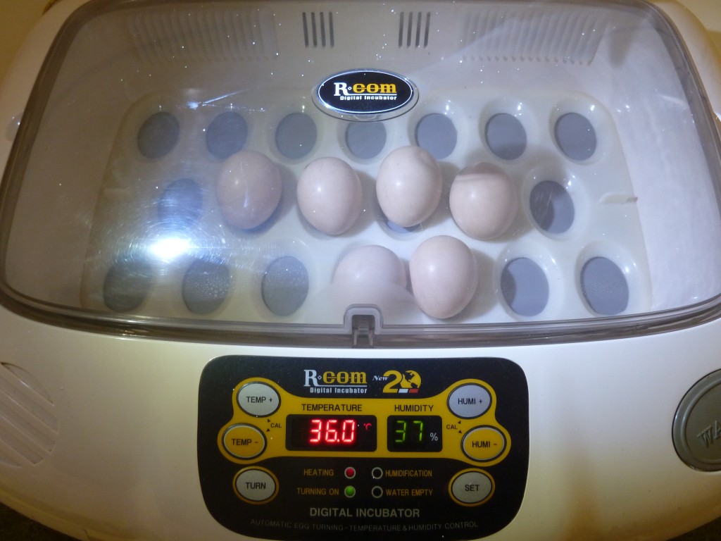 The 6 fertile eggs in the incubator.