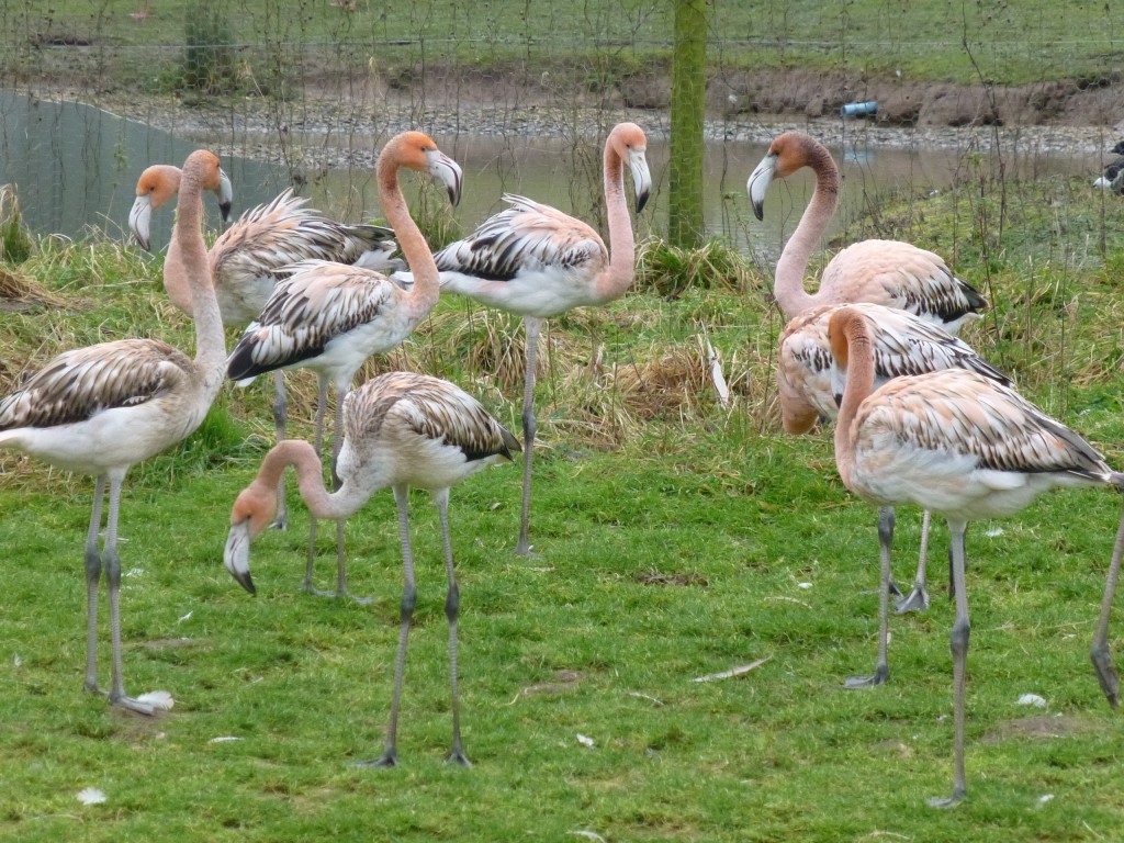 The class of 2013 and the next generation of flamingos to inspire visitors for the next 60years or more at WWT...?