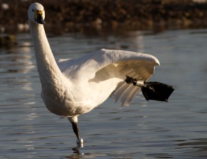 A ringed swan (G. Hann)
