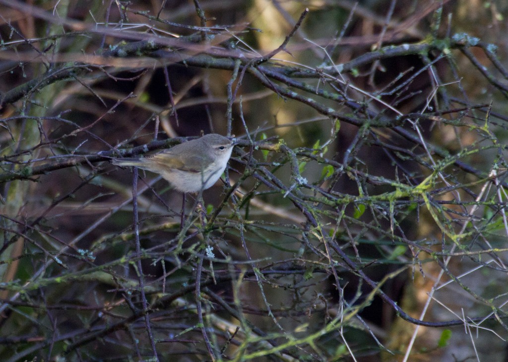 Sib-Chiffchaff-001