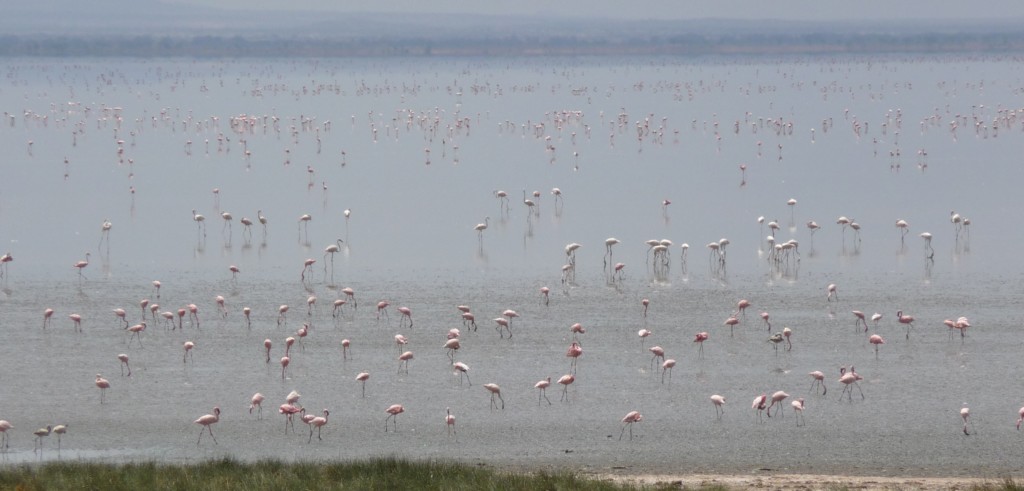 Lake Manyara in Africa's Rift Valley is an important environment for lesser flamingos to feed and rest in on their journeys between the other lakes across Kenya, Tanzania and the like. The fragile nature of these soda lakes means that they are highly susceptible to changes by man. And hence the flamingos suffer as a result.