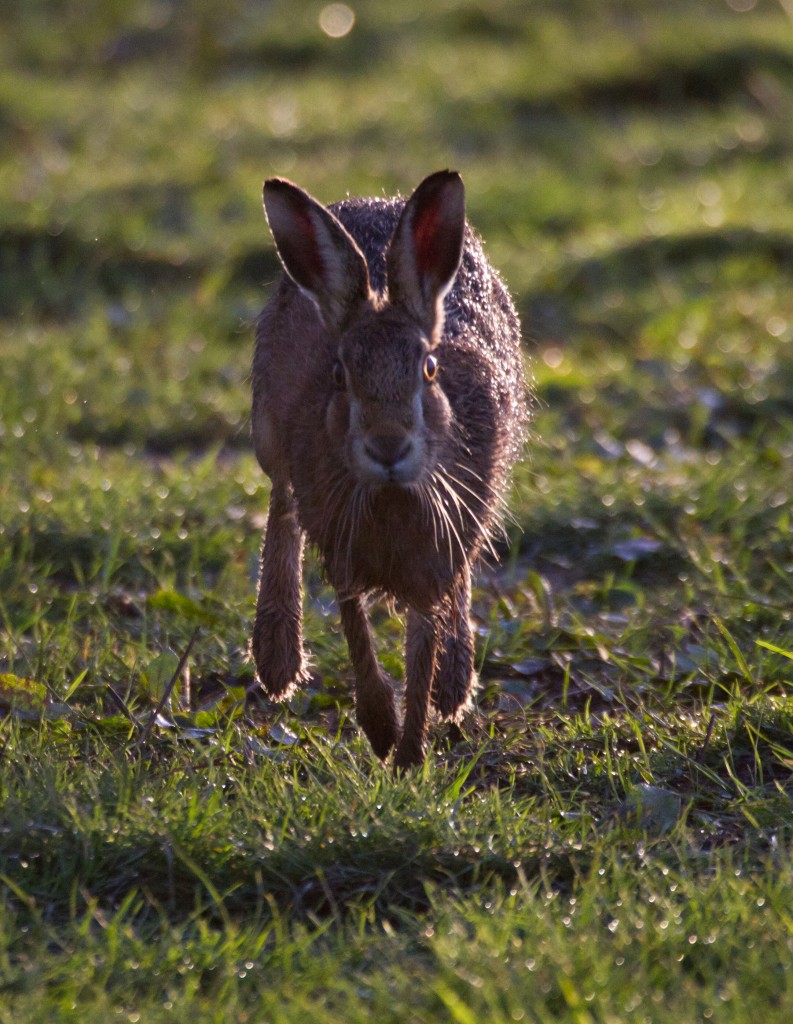 Hare-IMG_1691