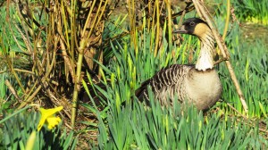 Hawaiian goose nest March 2014