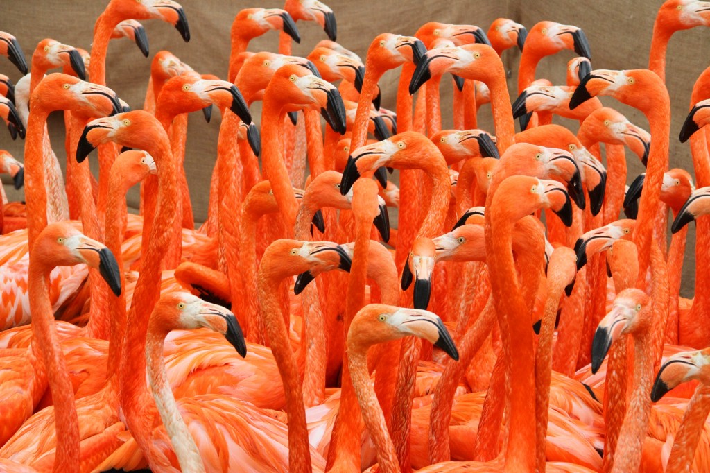 Flamingos in pen 