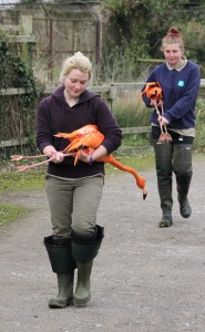 Catch volunteers Morwenna Rothery and Lydia Wild carry flamingos