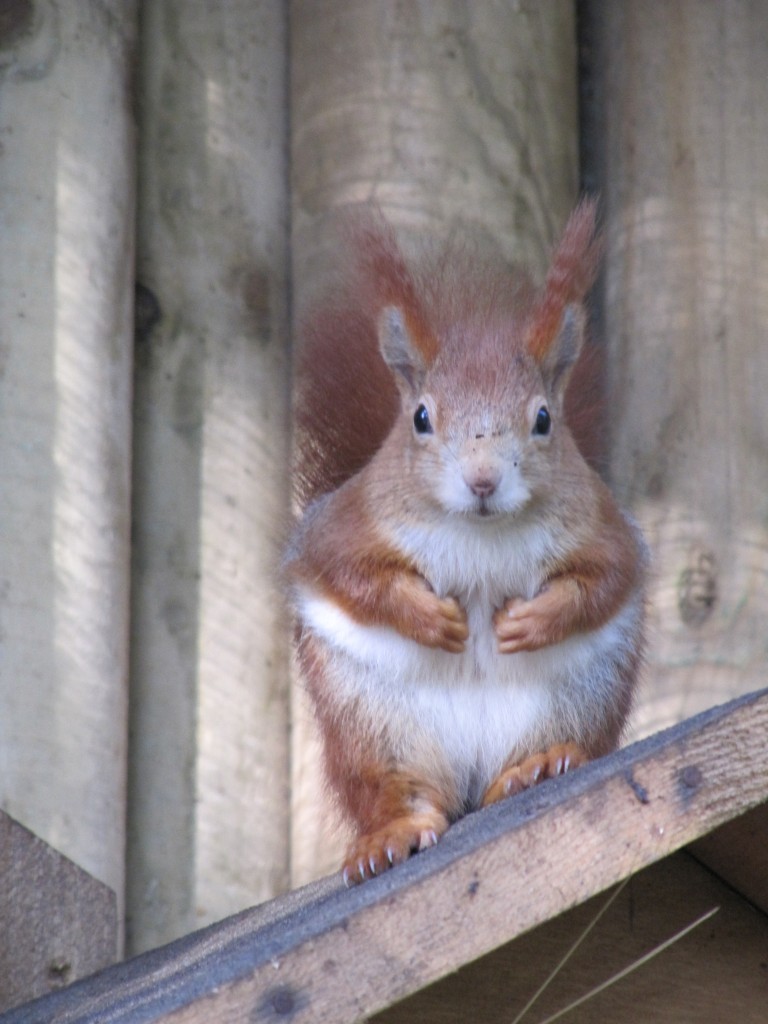 Tortoiseshell the young female red squirrel.