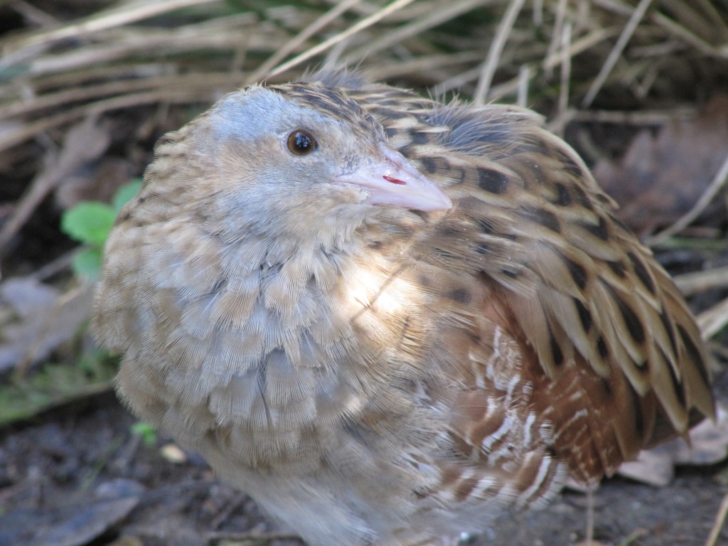 A cheeky Corncrake.