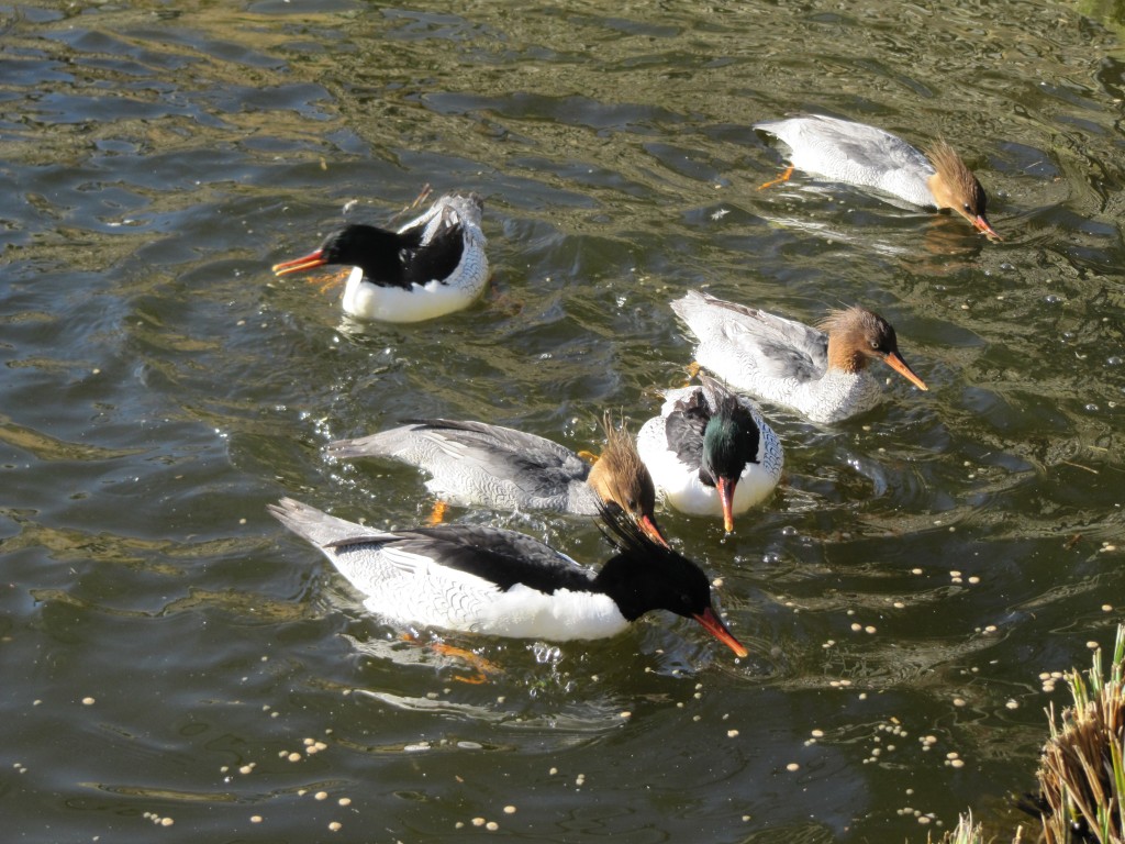 Pensthorpe's scaly-sided mergansers.