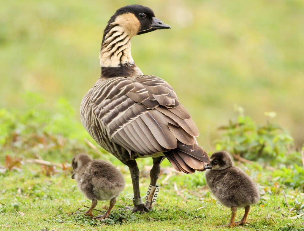 Picture of mum and goslings by James Lees