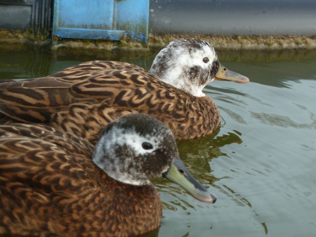 A  pretty pair of Laysan teal steam past.