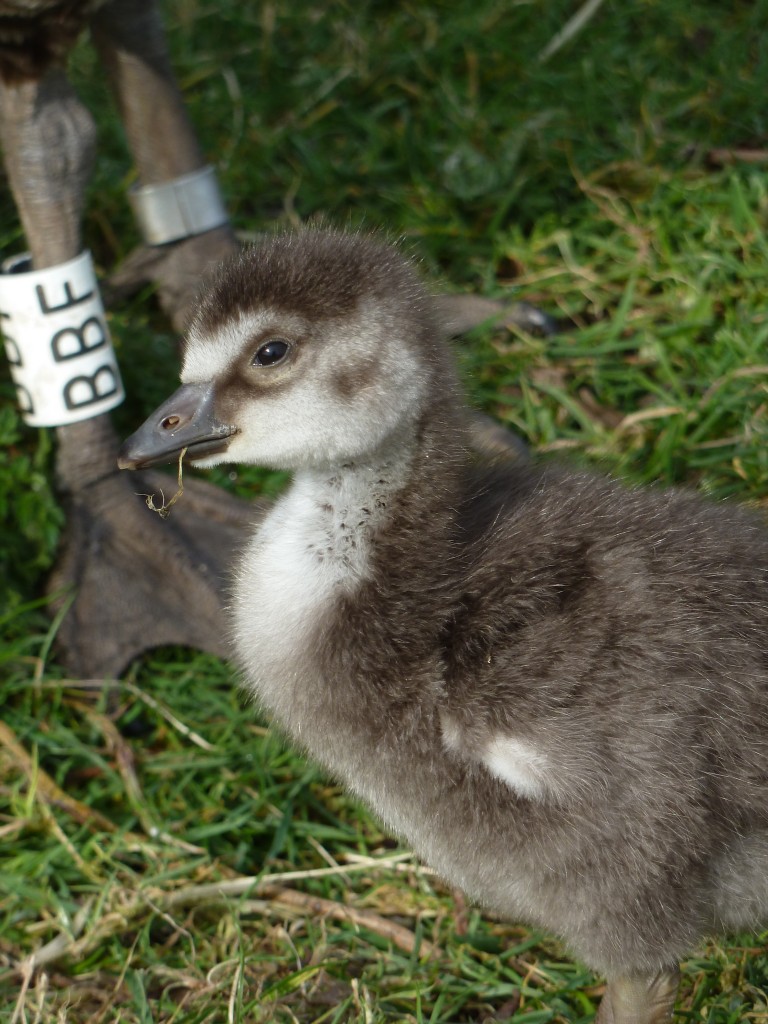 BBF's gosling looking up quizzically.