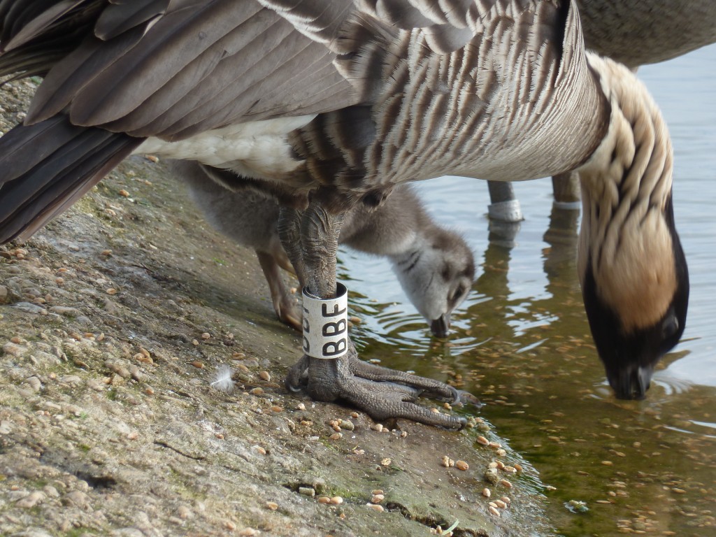 Having a little drink...