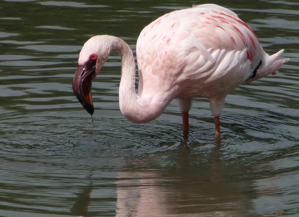 One of the world's most enigmatic species, but potentially teetering on the edge of ecological disaster. Slimbridge's lesser flamingos tell an important conservation story.