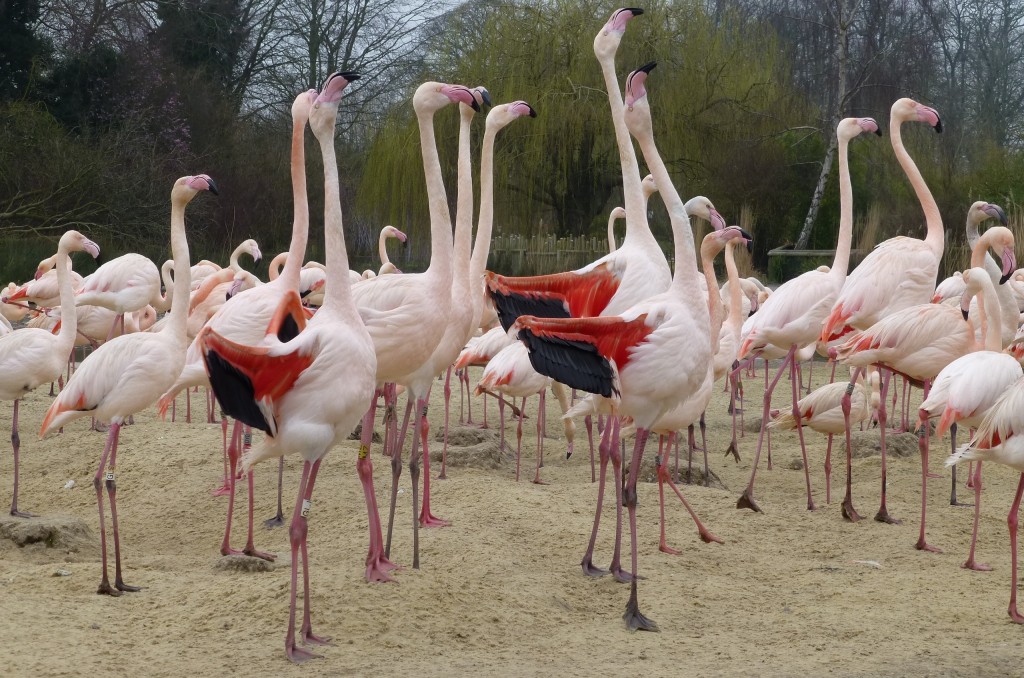 Shazam! "Look how beautiful we are?" A sudden flash of bright pink and black on a white background makes for a vivid and intense show of colour in displaying greater flamingo flocks.