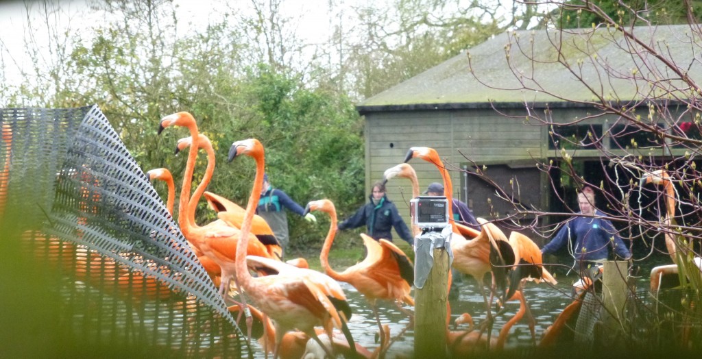 Caribbean flamingos directed out of their house and into the holding area, ready for catching. Slow and steady does it. 