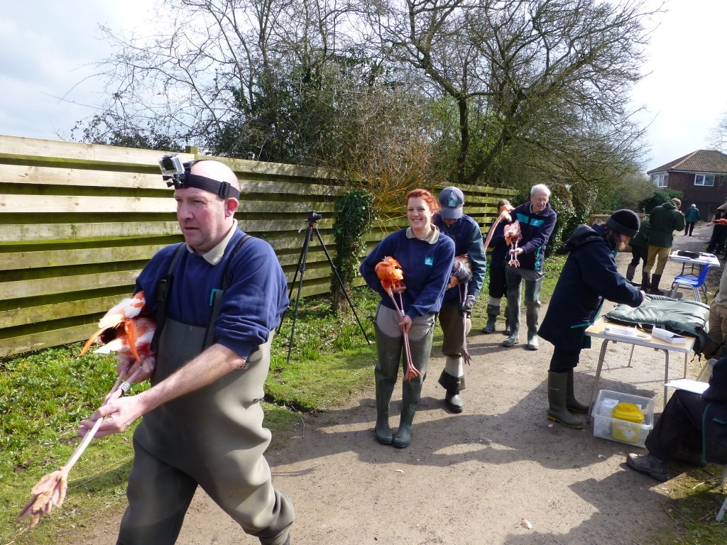 Form an orderly queue... a stream of Caribbean flamingos leaves the pen accompanied by well-versed handlers who take each bird to a series of stations involved in ringing, identification and health checking. 