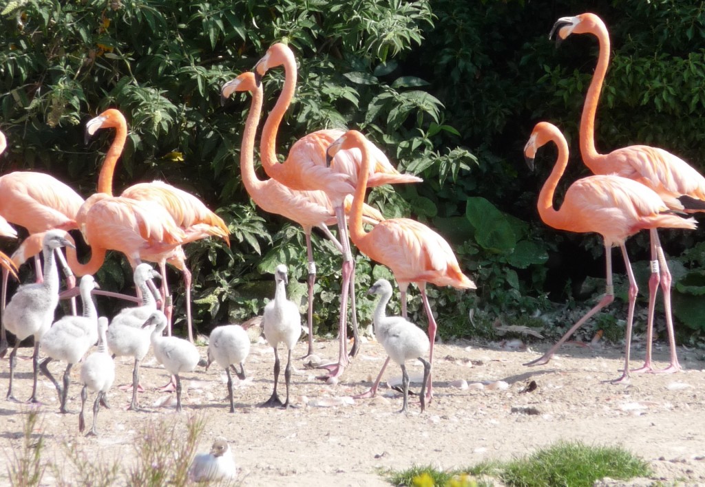 A healthy population of Caribbean flamingos provides a strong conservation message as well as an important educational story to those coming to see them at WWT Slimbridge.