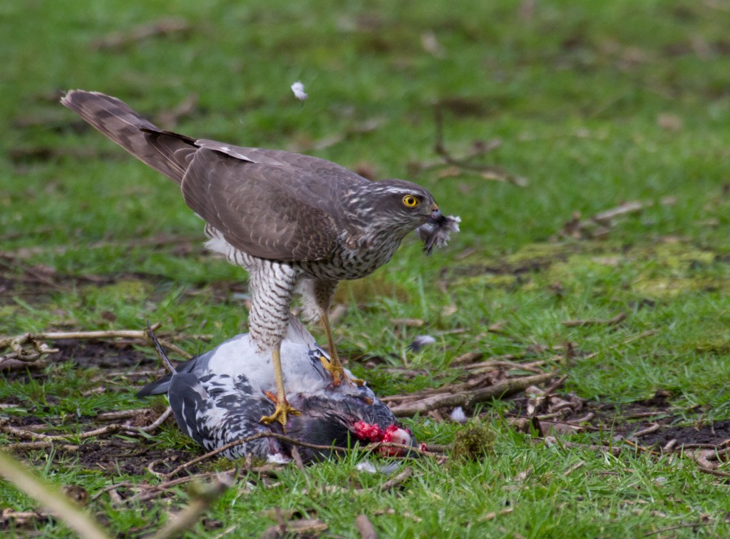 Sparrowhawk-kill-IMG_2959