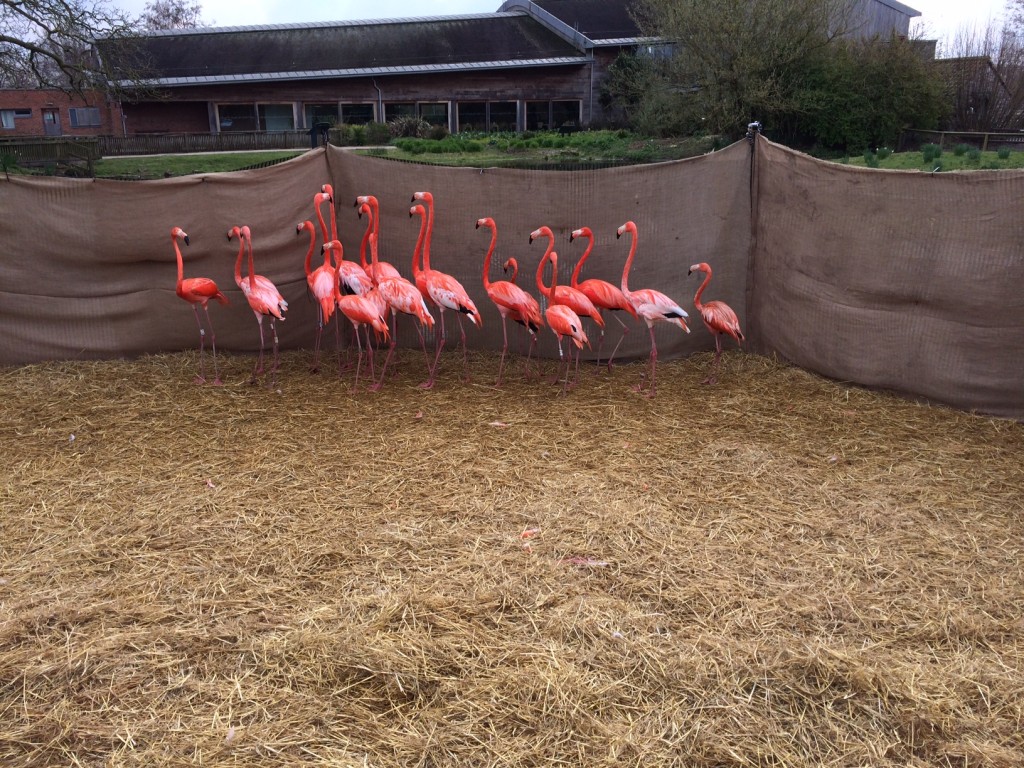 Patiently waiting their turn. A small group of Caribbean flamingos waits to be handled. The padding, straw and circular shape keeps them as comfortable and as calm as possible.